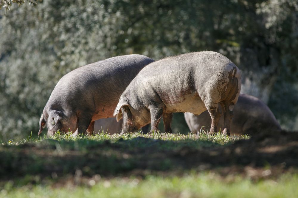 Iberian Pig Feeding