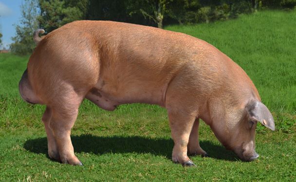 Duroc Breed Pig - Enrique Tomás