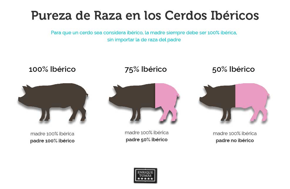 Iberian Pig Glossary Enrique Tomás