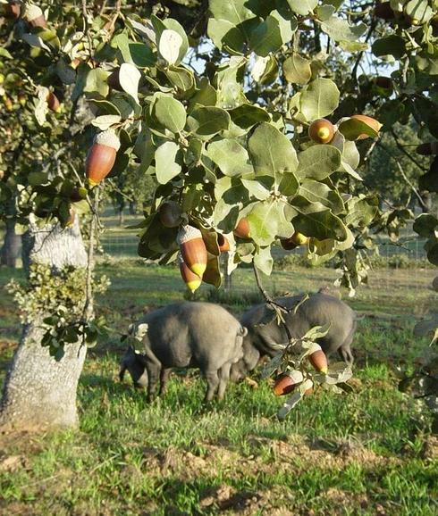 Black Iberian pig eating acorns